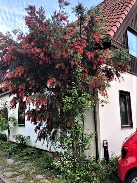 ブラシノキ 今週のシャポン ファン フレンチレストラン シャポン ファン