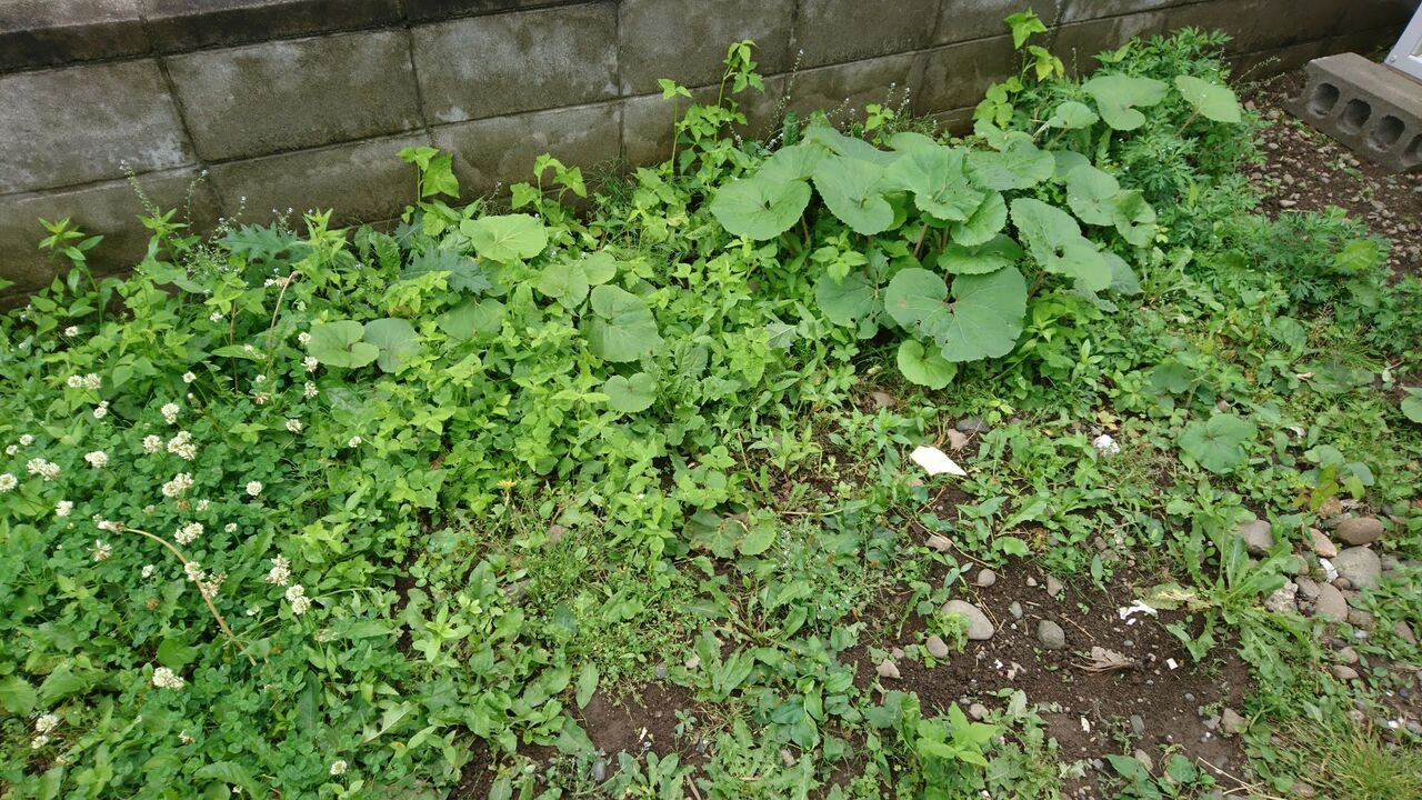 住宅回りに雑草大発生 夏に雑草を抜くことで気が付いたメリット Ekの庭 一石何鳥 ダイエットおじさんekの挑戦 住宅回りに雑草大発生 夏に雑草を抜くことで気が付いたメリット Ekの庭 一石何鳥 ダイエットおじさんekの挑戦