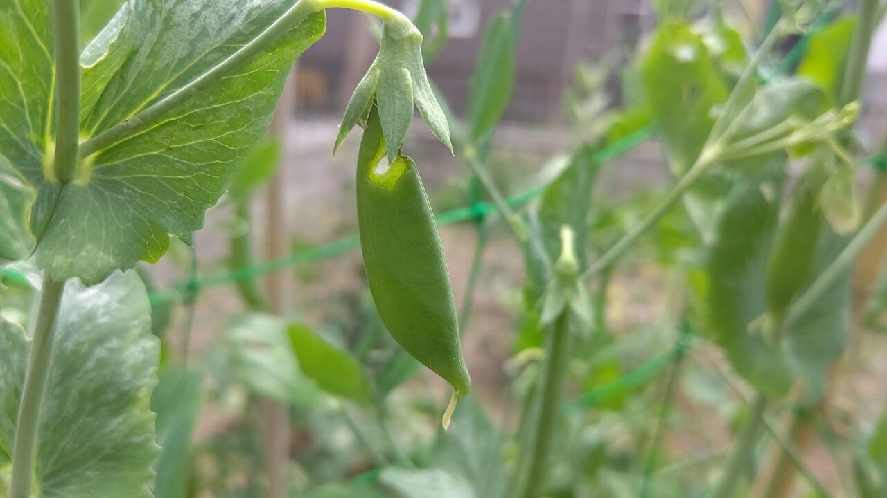 スナップエンドウ ソラマメに食害アリ 犯人はヨトウムシ Ekの庭 一石何鳥 ダイエットおじさんekの挑戦