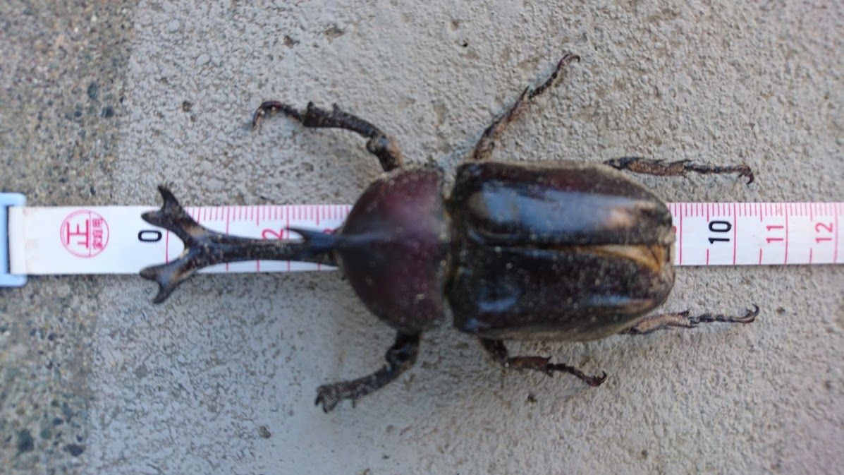 自分史上最大記録更新 カブトムシ９０ｍｍ 日本記録更新か Ekの庭 一石何鳥 ダイエットおじさんekの挑戦