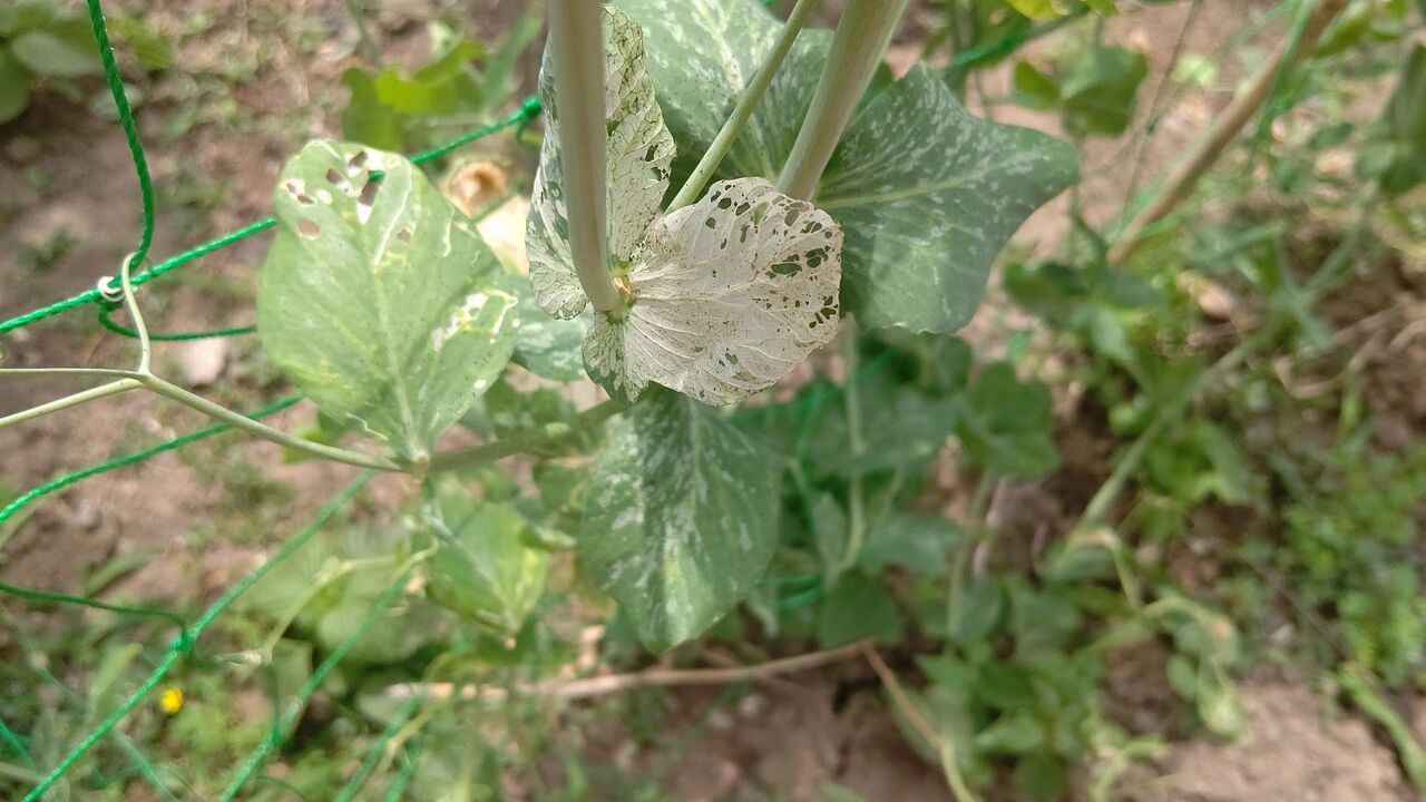 スナップエンドウ ソラマメに食害アリ 犯人はヨトウムシ Ekの庭 一石何鳥 ダイエットおじさんekの挑戦