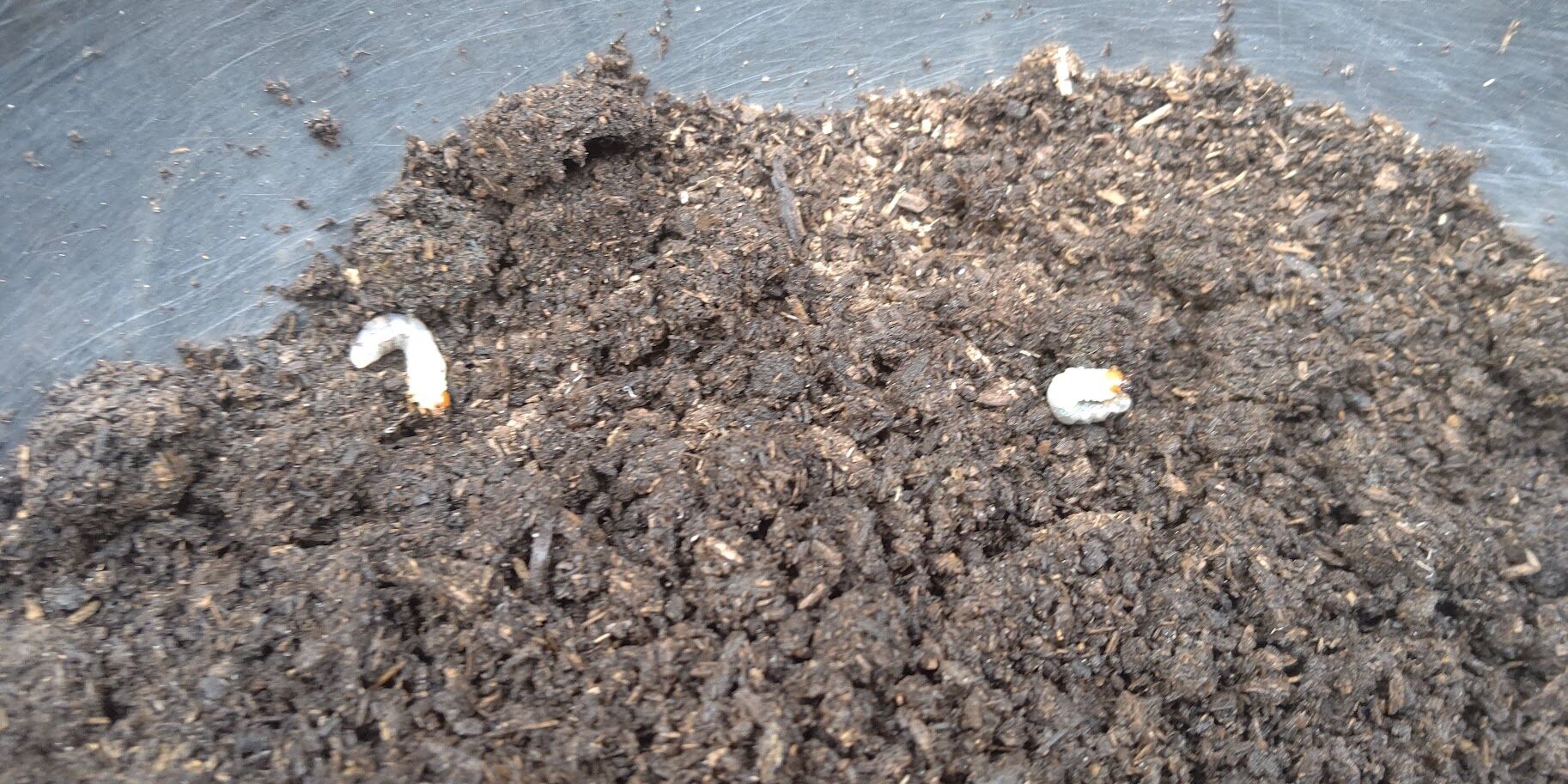 北海道の冬は寒かった カブトムシ幼虫にとって物置は寒かった Ekの庭 一石何鳥 ダイエットおじさんekの挑戦 北海道の冬は寒かった カブトムシ幼虫にとって物置は寒かった Ekの庭 一石何鳥 ダイエットおじさんekの挑戦