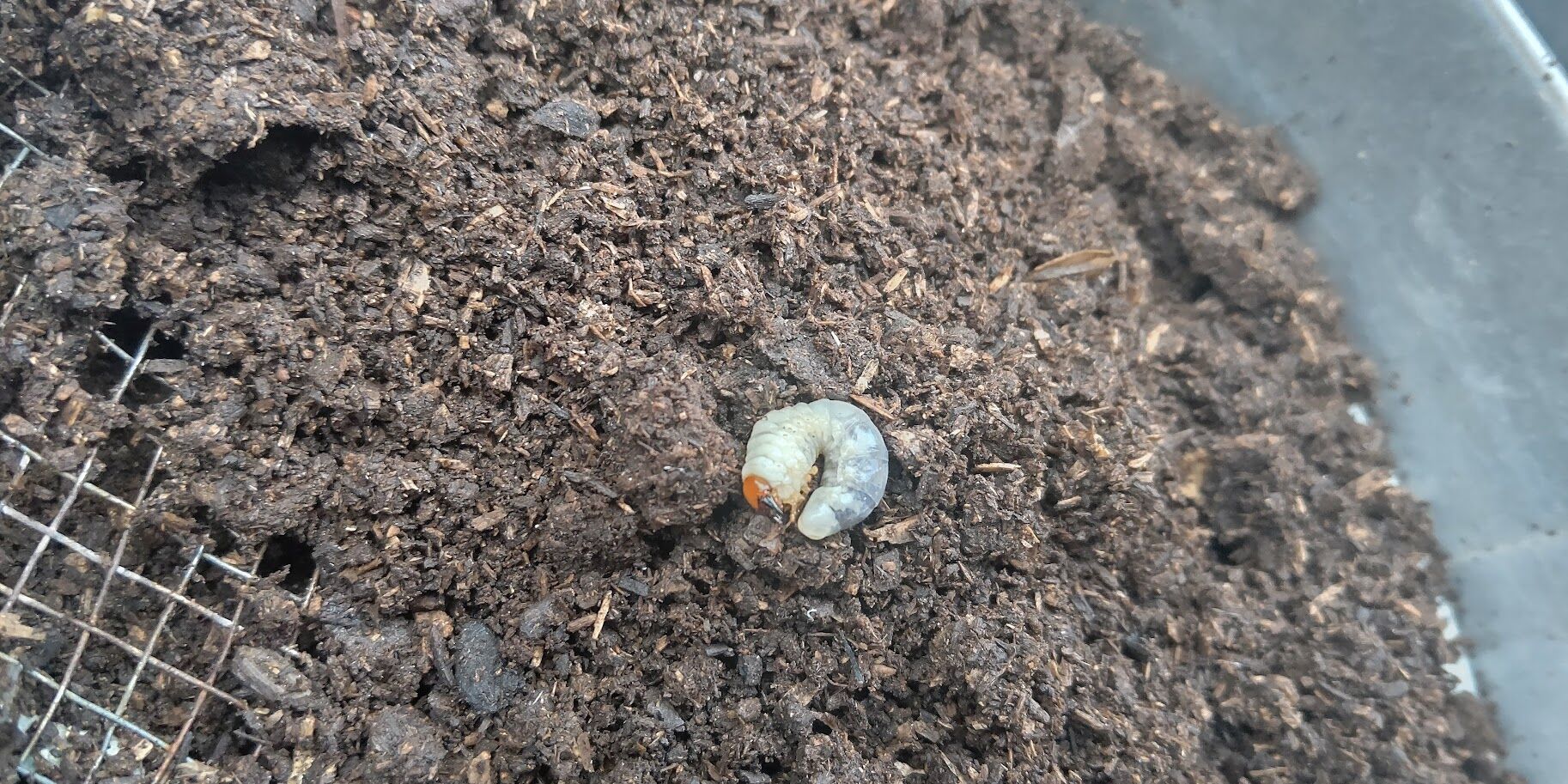 北海道の冬は寒かった カブトムシ幼虫にとって物置は寒かった Ekの庭 一石何鳥 ダイエットおじさんekの挑戦 北海道の冬は寒かった カブトムシ幼虫にとって物置は寒かった Ekの庭 一石何鳥 ダイエットおじさんekの挑戦