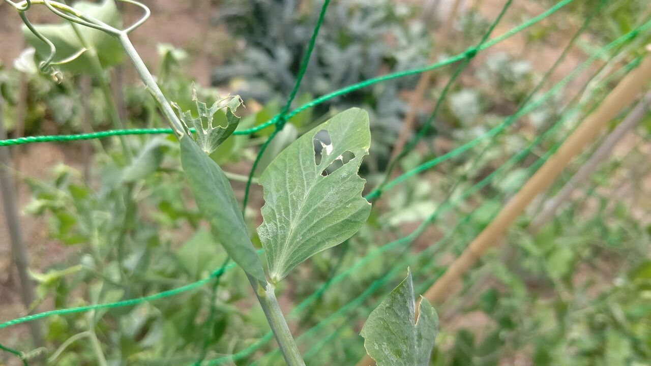 スナップエンドウ ソラマメに食害アリ 犯人はヨトウムシ Ekの庭 一石何鳥 ダイエットおじさんekの挑戦