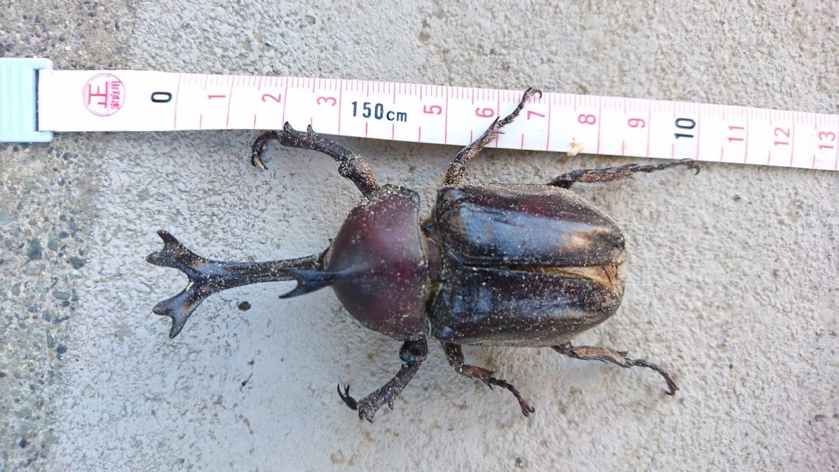 自分史上最大記録更新 カブトムシ９０ｍｍ 日本記録更新か Ekの庭 一石何鳥 ダイエットおじさんekの挑戦