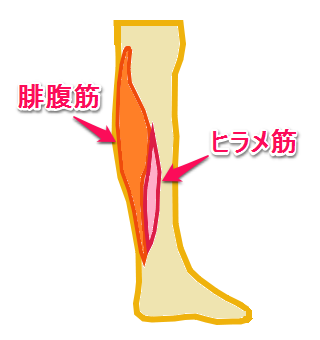 フラのステップが上達 かたい足首をやわらかくする方法 男のフラ Hulaダンスとハワイを楽しく学ぶブログ