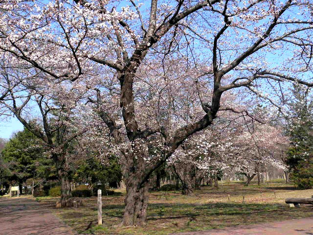 武蔵野の桜 故事成語 四字熟語 雑学 独学なんでもあり