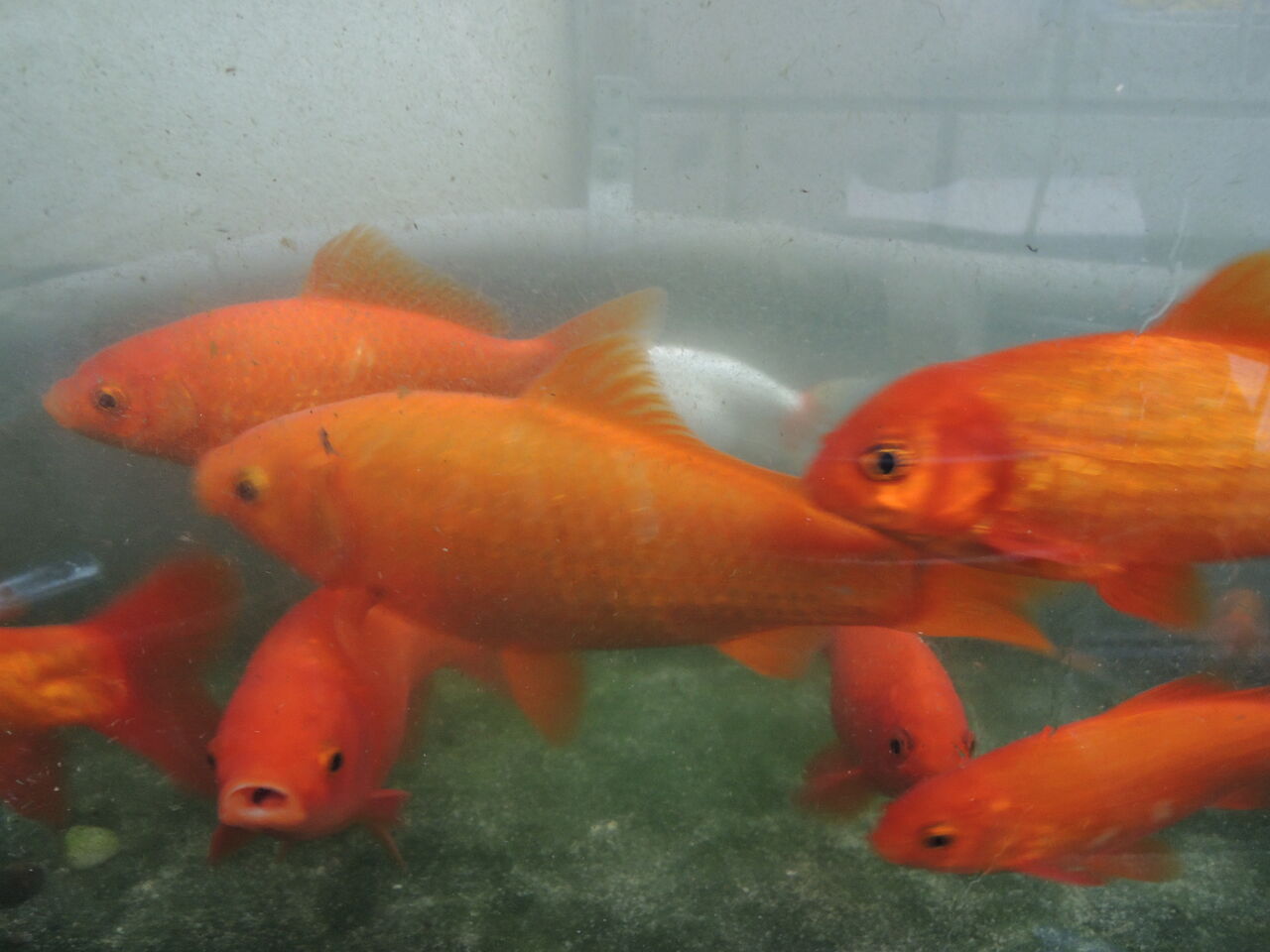 おもしろくない 茶輪拠屋