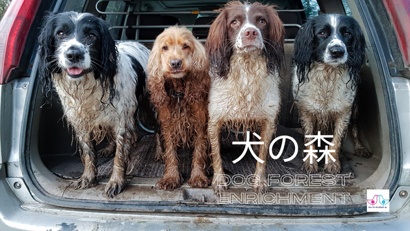 犬の森