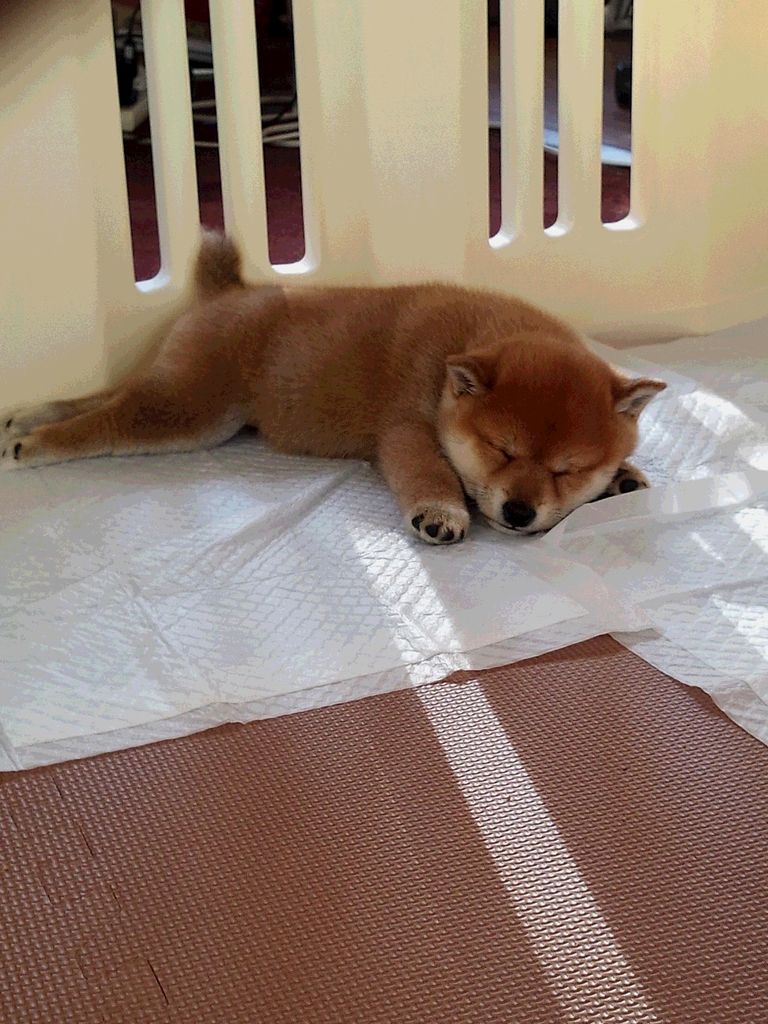 柴犬の寝姿 ちゃろの寝顔公開 笑 3代目柴犬ちゃろは我が家の福姫です 柴犬の寝姿 ちゃろの寝顔公開 笑 3代目柴犬ちゃろは我が家の福姫です