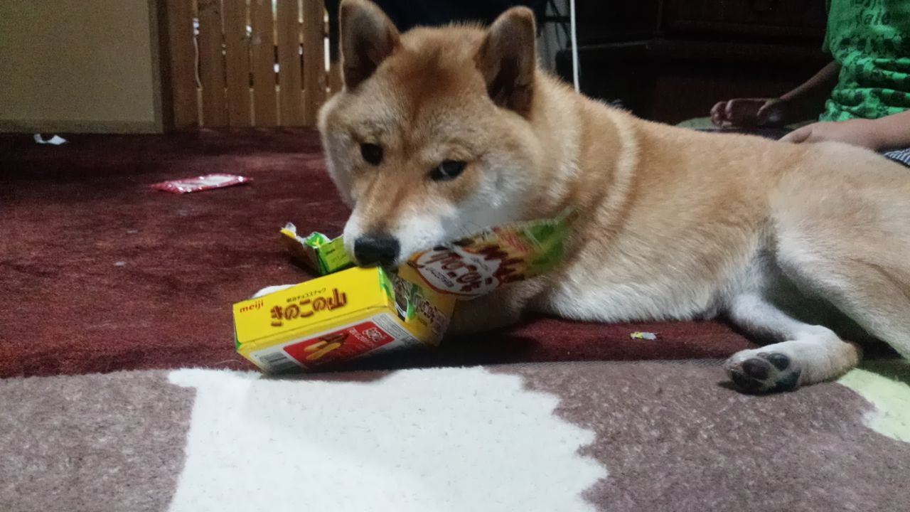 犬の早食いは体に悪い そのデメリットと改善方法の提案 3代目柴犬ちゃろは我が家の福姫です 犬の早食いは体に悪い そのデメリットと改善方法の提案 3代目柴犬ちゃろは我が家の福姫です