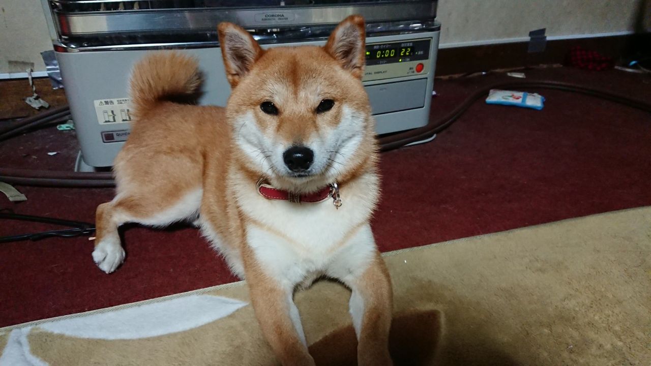 猫より寒がりでどうする 笑 3代目柴犬ちゃろは我が家の福姫です 猫より寒がりでどうする 笑 3代目柴犬ちゃろは我が家の福姫です