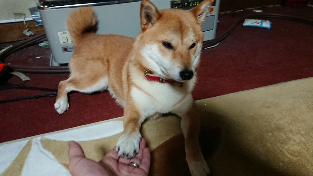 猫より寒がりでどうする 笑 3代目柴犬ちゃろは我が家の福姫です 猫より寒がりでどうする 笑 3代目柴犬ちゃろは我が家の福姫です