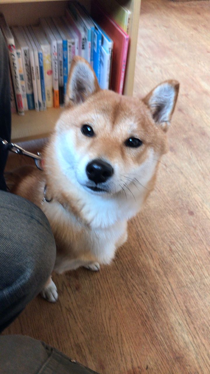 犬のワクチン接種してますか 3代目柴犬ちゃろは我が家の福姫です 犬のワクチン接種してますか 3代目柴犬ちゃろは我が家の福姫です