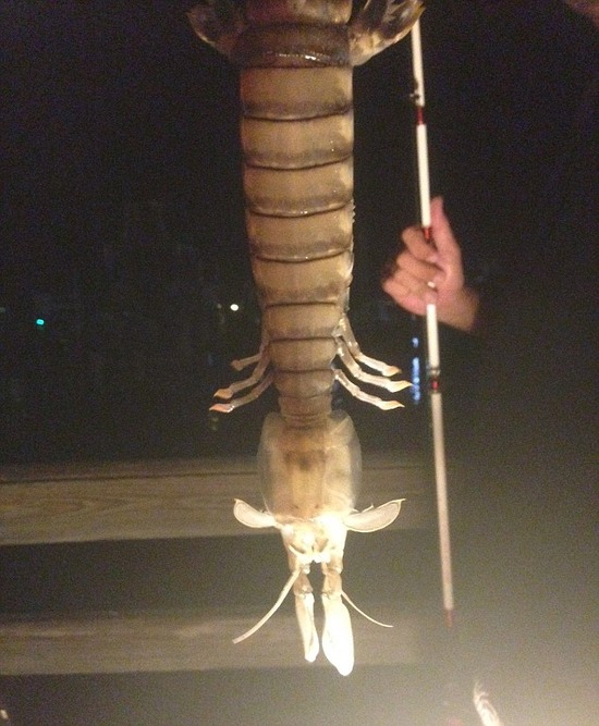 giant_shrimp2