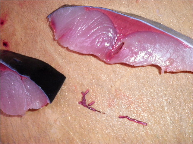 寄生虫の卵や幼虫は生魚に由来しており 寿司や刺身などを食べることで人体に寄生するリスクあり 地 球 情 報 局