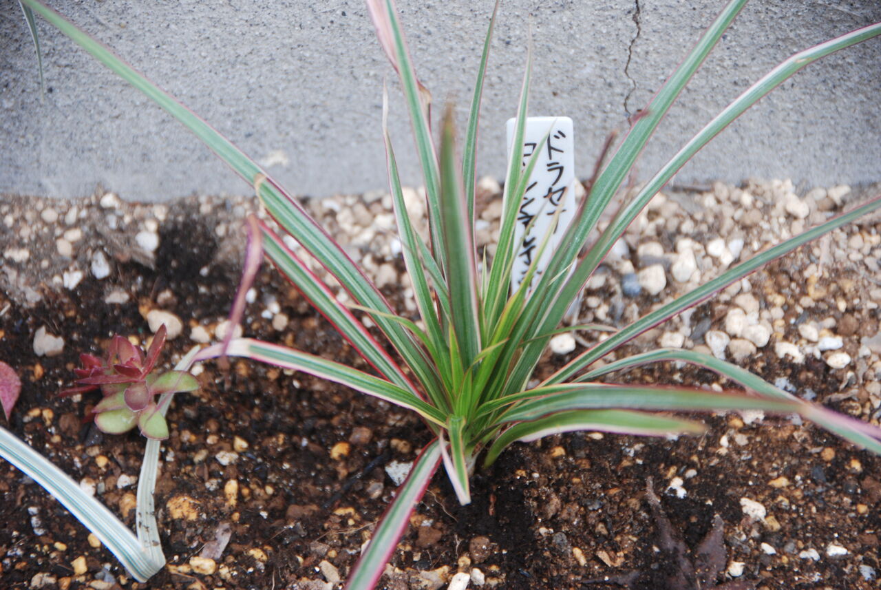 ドラセナ コンシンネレインボーの地植え 案山子流デイトレ エージシュート1000回を目指す 祇園案山子の競技ゴルフ