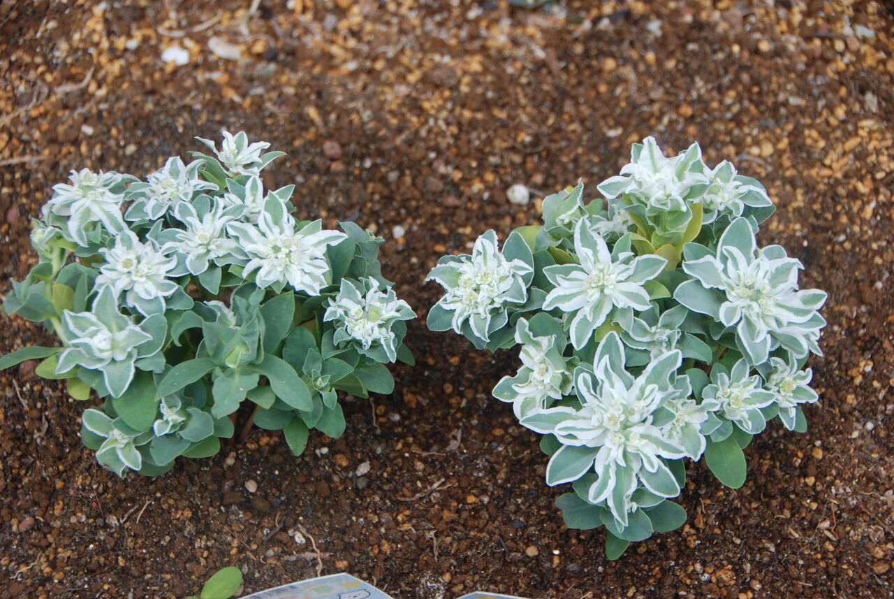 初雪草 氷河の入荷 案山子流デイトレ エージシュート1000回を目指す 祇園案山子の競技ゴルフ