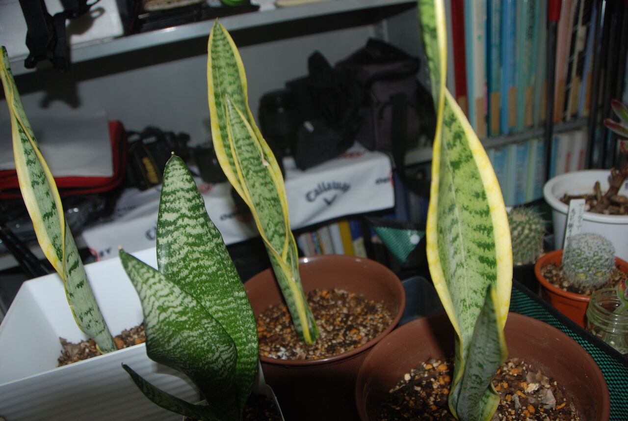 悪戦苦闘のサンスベリアの植え替え エージシュート1000回を目指す 祇園案山子の競技ゴルフ