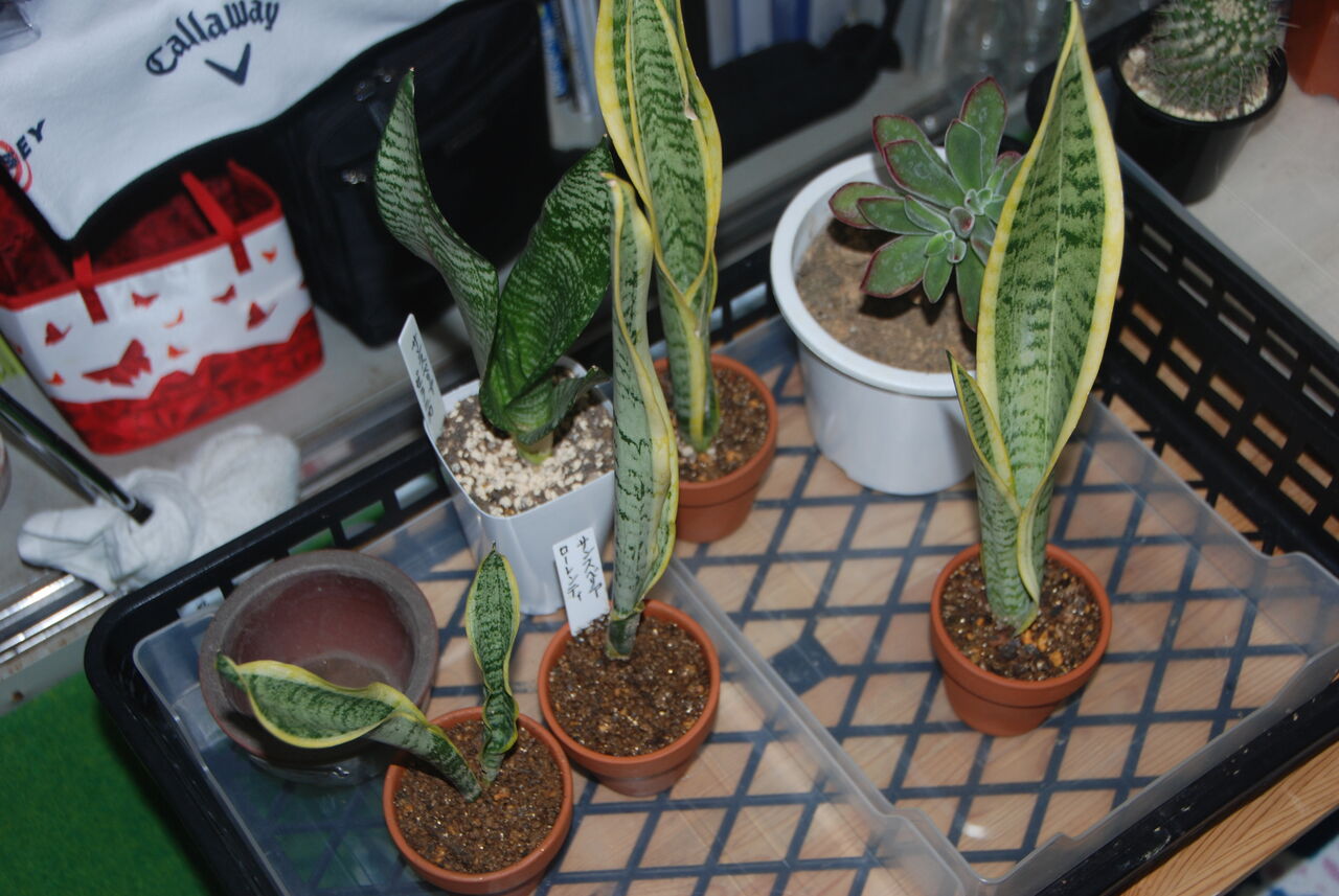 悪戦苦闘のサンスベリアの植え替え エージシュート1000回を目指す 祇園案山子の競技ゴルフ