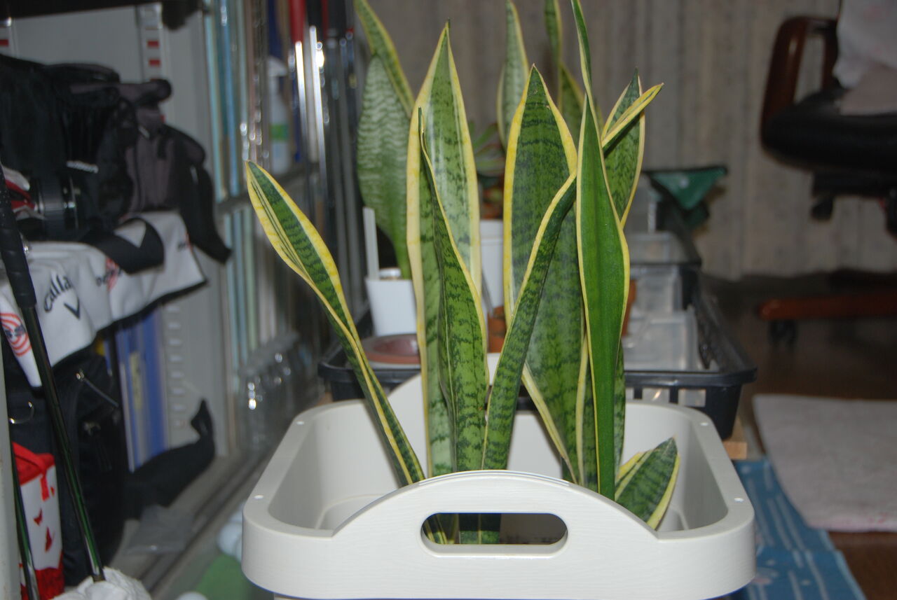 悪戦苦闘のサンスベリアの植え替え エージシュート1000回を目指す 祇園案山子の競技ゴルフ