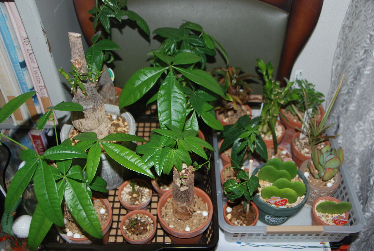 1 現在の食物達 パキラ ホヤ 花月他 案山子流デイトレ エージシュート1000回を目指す 祇園案山子の競技ゴルフ