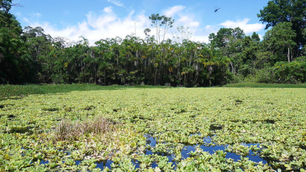 el armario de chaska