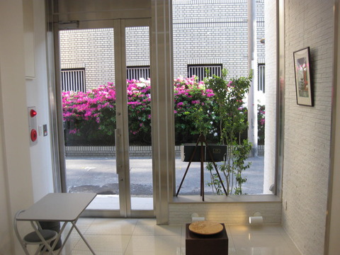 azalea
