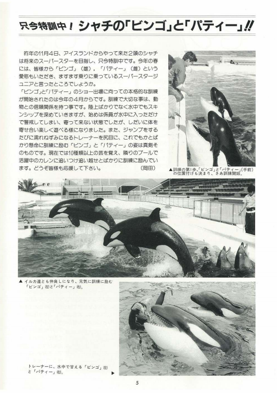 シャチのビンゴが死亡して早一年 Sakamataのサイト