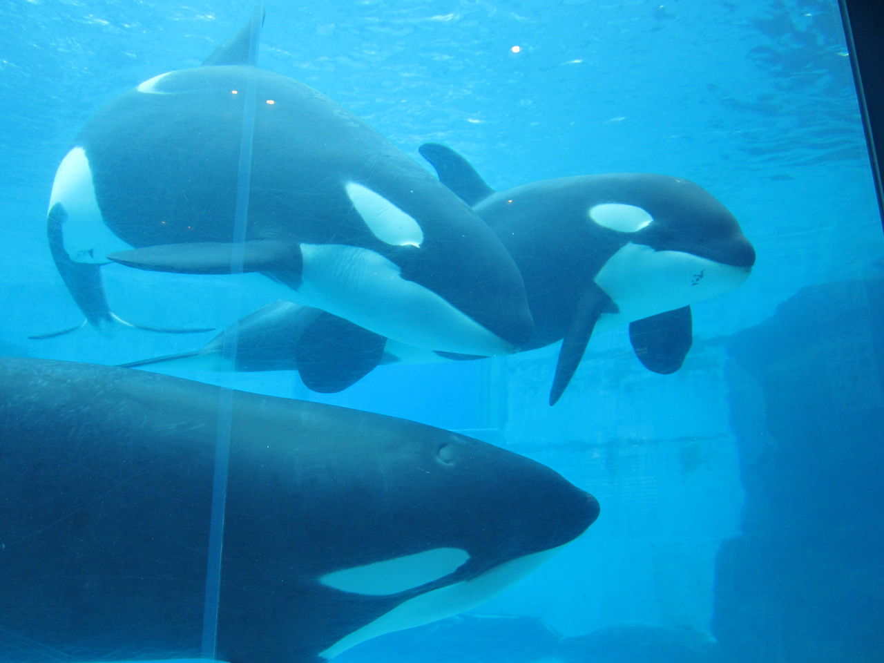名古屋港水族館に居たシャチの ラン が4年ぶりに鴨川シーワールドへ帰った 困惑 Sakamataのサイト 名古屋港水族館に居たシャチの ラン が4年ぶりに鴨川シーワールドへ帰った 困惑 Sakamataのサイト