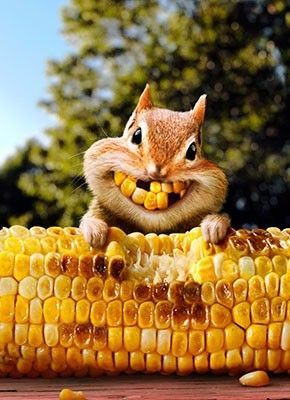corn-cute-fun-mignon-Favim.com-4996454