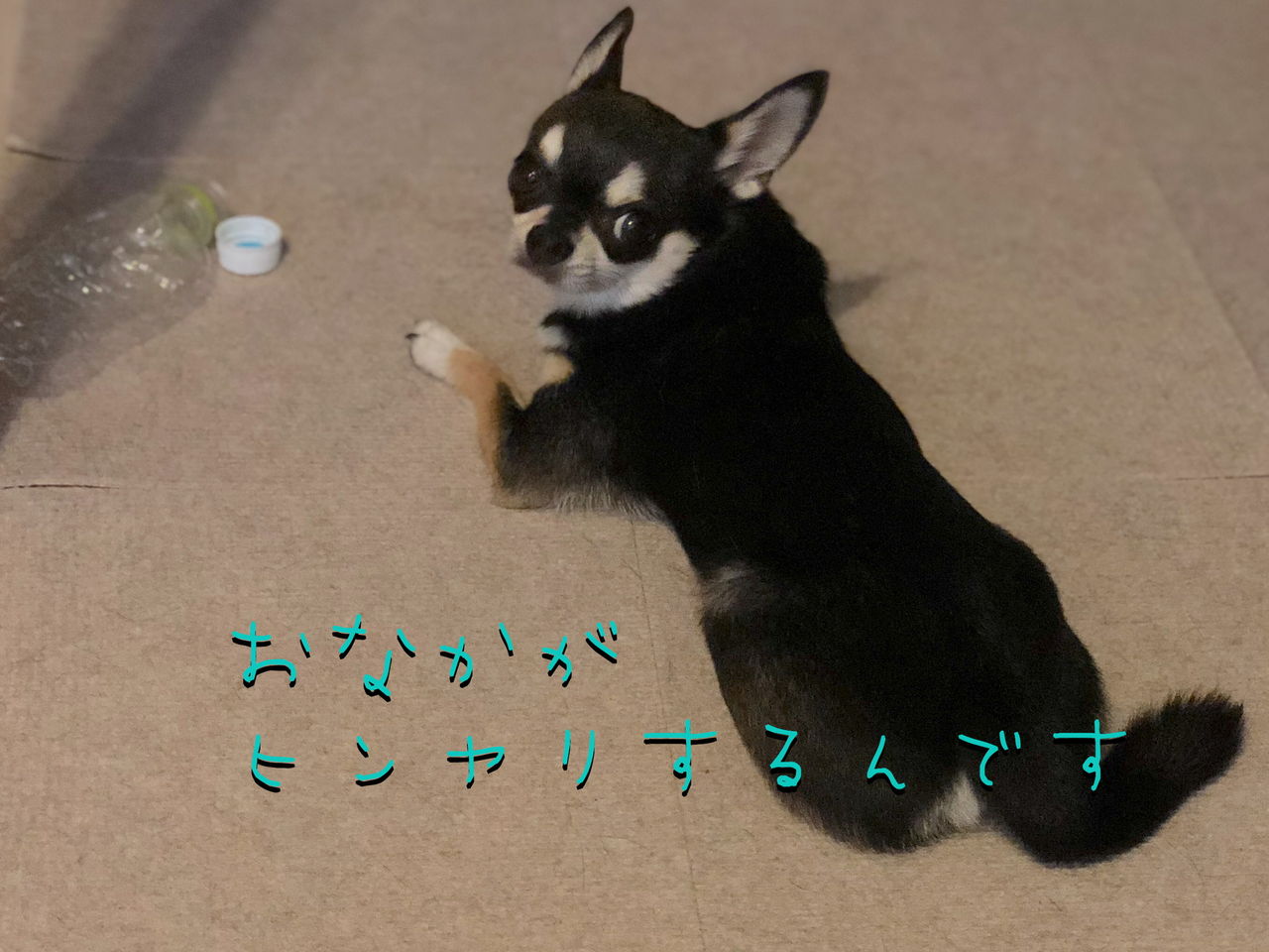 顔文字系 Slowlife Charo