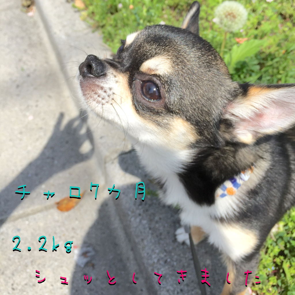 記憶を辿っての記録 手術 Slowlife Charo 記憶を辿っての記録 手術 Slowlife Charo
