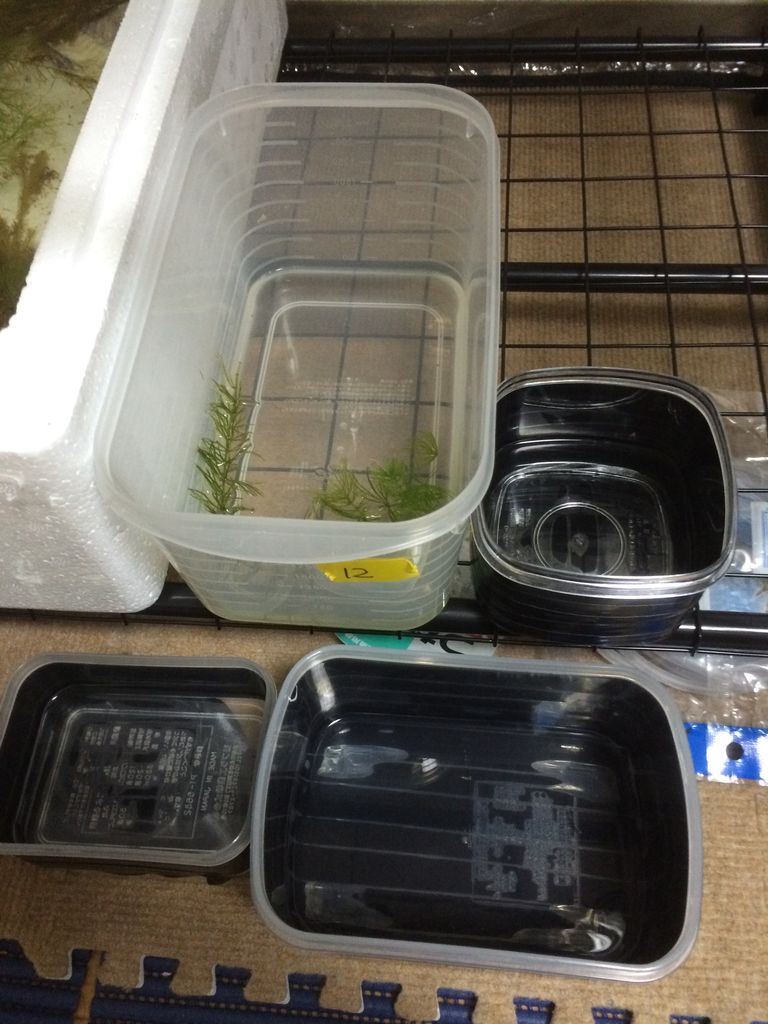 針子の飼育環境 失敗 半成功 Chefとメダカの部屋
