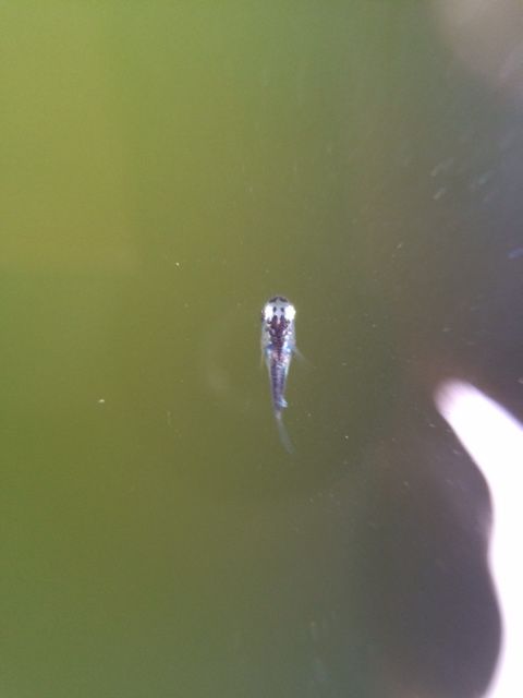 ついに三色の針子が Chefとメダカの部屋