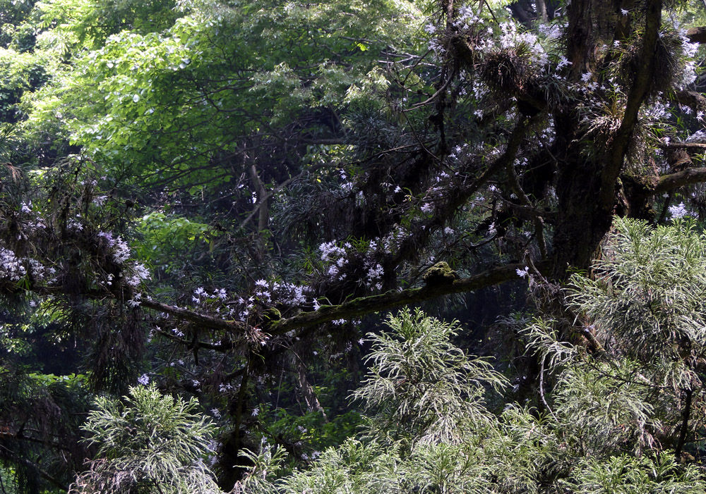 蝶と花を求めて高尾山へ その２完 A Y A のキッチンメモ 外遊び