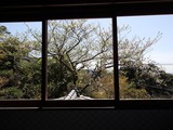 鎌倉山倶楽部 窓の桜