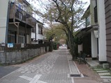 もぐら食堂 清泉小前の桜並木