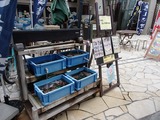 忠兵衛 店頭の水槽