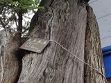 かやの木邸 保存樹木
