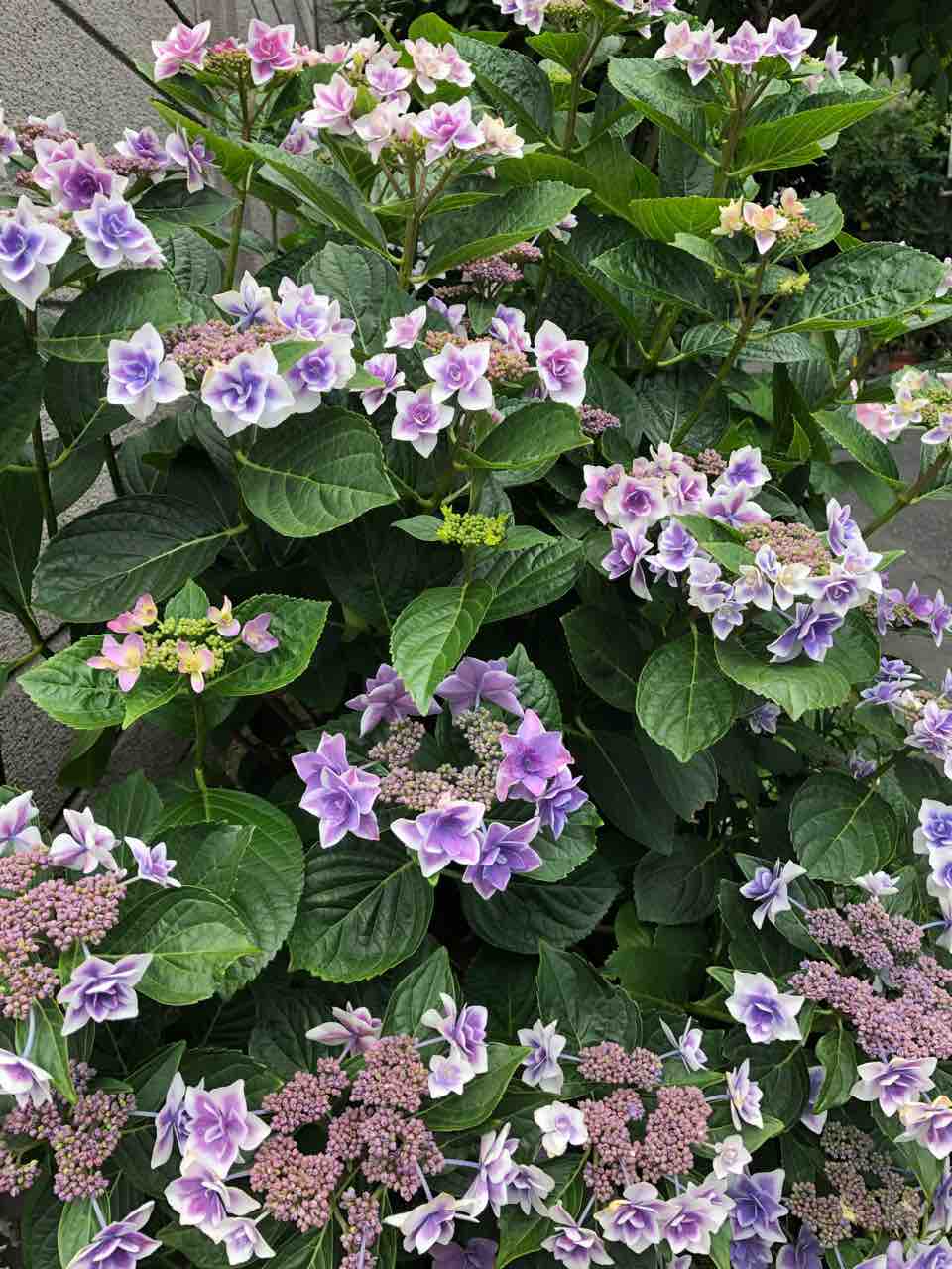 隅田の花火 ワハハ本舗シェフ米山の おいしい生活