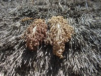 201503 sorghum on roof Ethiopia