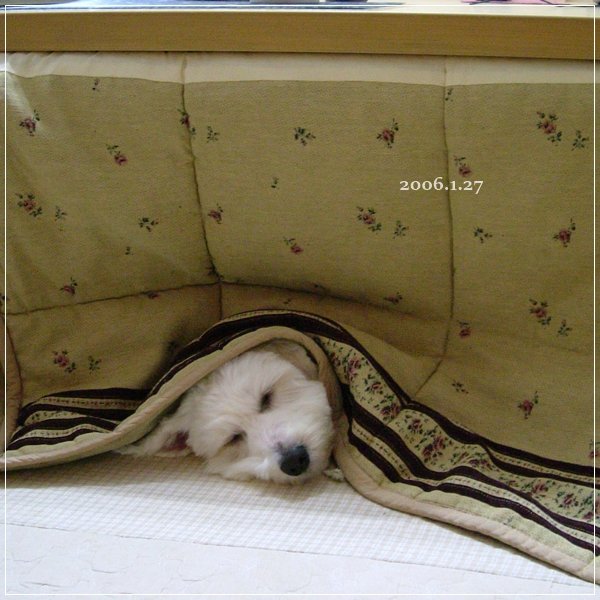 PHOTO045 (3)