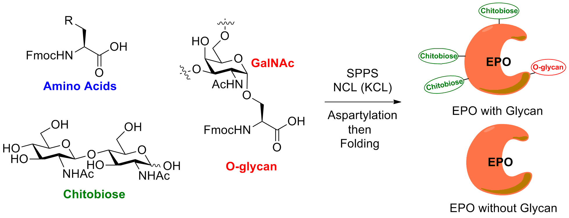 ChemASAP2012年12月【材料】Improved Performance of Protected Catecholic Polysiloxanes for Bioinspired Wet Adhesion to Surface Oxides【全合成】At Last: Erythropoietin as a Single Glycoform【反応】Iron-catalysed transformation of molecular dinitrogen into silylamine under ambient conditions【半導体】Ion Exchange Synthesis of III-V Nanocrystals【医薬】Polymer-attached zanamivir inhibits synergistically both early and late stages of influenza virus infection【高分子】Controlled folding of a novel electroactive polyolefin via multiple sequential orthogonal intra-chain interactions【高分子】Poly(vinylphosphonate)s with Widely Tunable LCST: A Promising Alternative to Conventional Thermoresponsive Polymers【ケミカルバイオロジー】Structural snapshots of the reaction coordinate for O-GlcNAc transferase【ケミカルバイオロジー】O-GlcNAc transferase invokes nucleotide sugar pyrophosphate participation in catalysis【医薬】Metal N-heterocyclic carbene complexes as potential antitumor metallodrugs