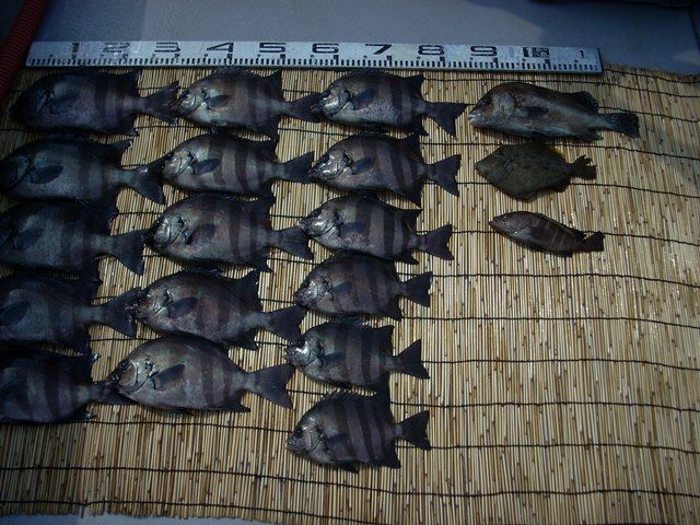 17 08 19 番外編 伊良湖水道のイシダイ釣り Inachangのお気楽な投げ釣り覚書2 17 08 19 番外編 伊良湖水道のイシダイ釣り Inachangのお気楽な投げ釣り覚書2