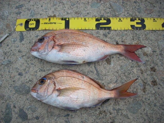 09 05 30 マダイと呼ぶべきかチャリコと呼ぶべきか Inachangのお気楽な投げ釣り覚書２