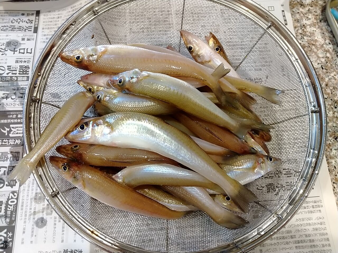 06 27 篠島のキス Inachangのお気楽な投げ釣り覚書２