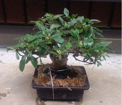 さつき盆栽 大盃の植え替え 剪定 盆栽 通販 さつき盆栽 大盃の植え替え 剪定 盆栽 通販