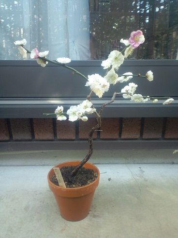 梅盆栽 育て方 剪定 植え替え 11 3 盆栽 通販 梅盆栽 育て方 剪定 植え替え 11 3 盆栽 通販