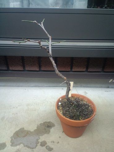 梅盆栽 育て方 剪定 植え替え 11 3 盆栽 通販